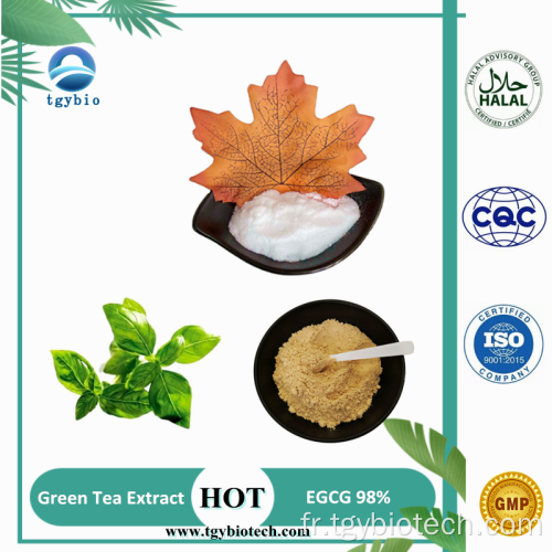 Extrait de thé vert polyphénol 98% EGCG 40% catéchines